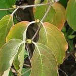 Cornus kousa Folha