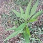 Lactuca indica Blatt