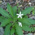 Hippobroma longiflora Vivejo