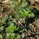 Mecardonia procumbens Fuelha