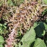 Petasites hybridus Çiçek