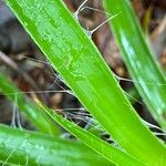 Luzula sylvatica Blatt