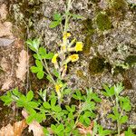 Cytisus hirsutus 葉