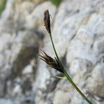 Carex austroalpina Frutto