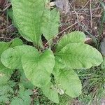 Primula auricula Blad