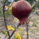 Punica granatum Froito