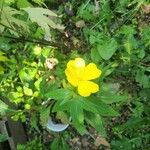 Oenothera pilosella Flower