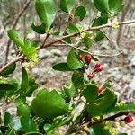 Emmenosperma pancherianum Hàbitat