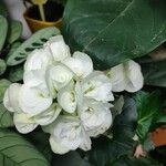 Begonia grandis Květ