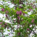 Robinia hispida Hábito