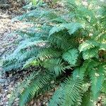 Polystichum munitum Foglia