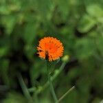 Emilia coccinea Flower