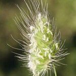 Cynosurus echinatus Mbuma