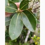 Sideroxylon borbonicum Yaprak