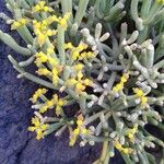 Euphorbia aphylla Flor