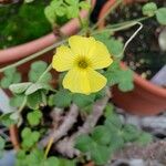 Oxalis megalorrhiza Flor
