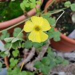 Oxalis megalorrhiza Květ