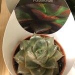 Echeveria purpusiorum Folha