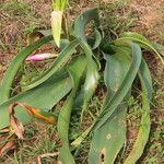 Crinum stuhlmannii Leaf