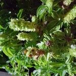 Ocimum americanum Цвят
