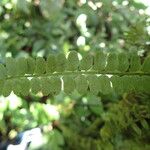 Asplenium barteri Hoja