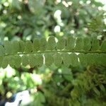 Asplenium barteri