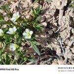 Cerastium dichotomum Leaf