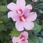 Hibiscus syriacusBlomst