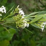 Declieuxia fruticosa Flower