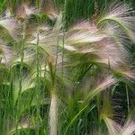 Hordeum jubatum Blatt