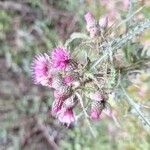 Cirsium palustre Flower