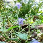 Scabiosa canescens आदत