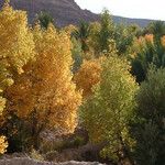 Populus euphratica Natur