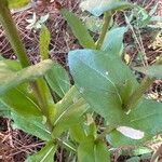 Carphephorus odoratissimus Leaf