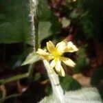 Rhagadiolus edulis Flower