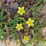 Centaurium maritimum Flower