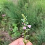 Scutellaria minor Flower