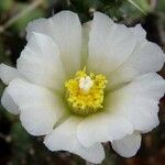 Tephrocactus articulatus Flower