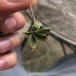 Potentilla alchimilloides Leaf