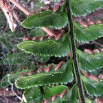 Asplenium marinum Leaf