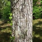 Gymnocladus dioicus Bark