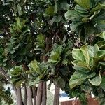 Ficus lyrata পাতা