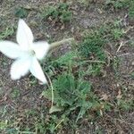 Nicotiana longiflora Кветка