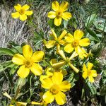 Ranunculus cortusifolius Flower