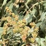 Atriplex portulacoides Blomma