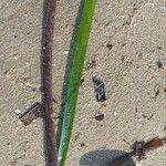 Posidonia oceanica Лист