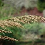 Arundo micrantha Blodyn