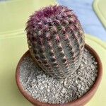 Echinocereus rigidissimus 叶