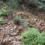 Linum arboreum Natur