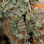 Teucrium freynii Hábito